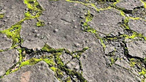 Betonul care se „vindecă” singur folosește licheni sintetici pentru a repara fisurile cu ajutorul aerului și a luminii soarelui