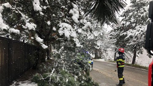 Arbori rupţi de zăpada abundentă, în Suceava / ISU recomandă cetăţenilor să fie atenţi pe unde se deplasează