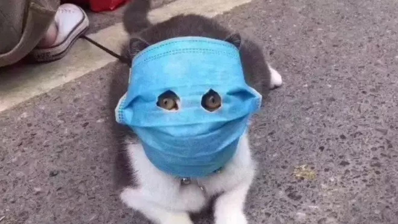 O pisică a fost infectată în Belgia cu coronavirus de stăpânul ei / Medici veterniari: Este un caz izolat de transmitere de la om la animal