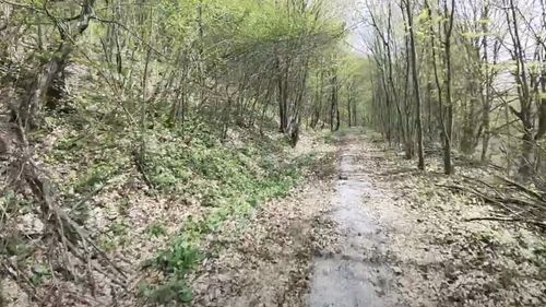 VIDEO Fosta cale ferată cu cremalieră, revitalizată de Via Transilvanica / Traseul feroviar a fost transformat într-o potecă ce poate fi folosită de turiști, pe jos sau cu bicicleta