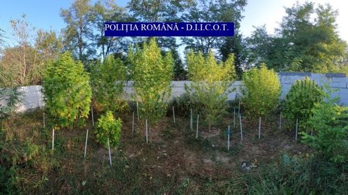 VIDEO: Culturi de cannabis, descoperite de polițiștii BCCO Târgu Mureș, în urma unor percheziții. Operațiune de amploare în județele Cluj și Mureș