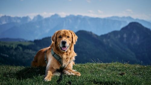 STUDIU | Câinii au o busolă internă care îi ajută să se orienteze în spațiu. Animalele se ghidează după câmpul magnetic al Pământului asemenea păsărilor migratoare