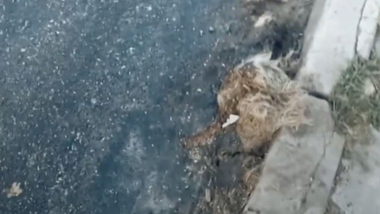 Un câine mort a fost asfaltat pe o şosea dintr-o comună din Sibiu / Drumarii: ”A fost adus de pe un drum lateral, probabil pe roţile unui tractor”