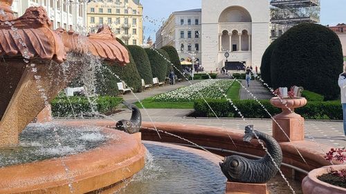 Timișoara schimbă gazonul din municipiu cu plante rezistente la secetă / Se dorește reducerea consumului de apă, plantele alese necesită udare rară