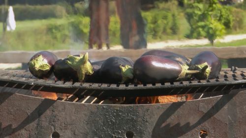 Istoria vinetelor: de la „oul Diavolului„ la una dintre cele mai populare legume de pe glob. Adusă în Europa de arabi și folosită inițial de evrei