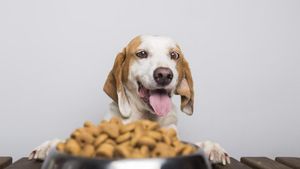 Curiozităţi din lumea prietenilor blănoși: De ce câinii își ascund mâncarea. Cum un instinct străvechi modelează comportamentul animalelor de companie