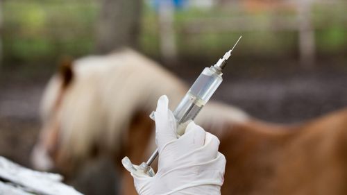 Trafic de ketamină din cabinete veterinare și adăposturi pentru animale? Deputatul Aurora Tasica Simu cere transparență Guvernului și ANSVSA: ”Cetățenii reclamă faptul că ketamina este traficată pe piața neagră” (VIDEO)