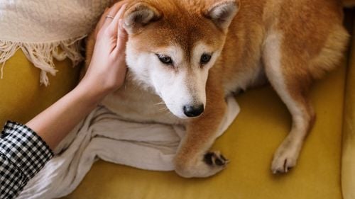 STUDIU | Câinii nu reacționează mereu la bunătate: Ce au descoperit cercetătorii despre comportamentul lor