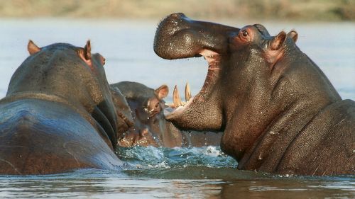STUDIU Hipopotamii „zboară”: Oamenii de știință au descoperit că giganticele creaturi se pot ridica în aer pentru perioade mai lungi de timp decât alte animale de dimensiuni similare