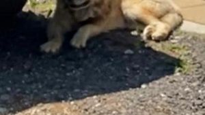 UPDATE FOTO Cum arată ”leul” căutat de 60 de jandarmi și polițiști joi/ Autoritățile au încheiat misiunea de căutare fără să găsească vreun leu, dar păstrează un echipaj pe teren/ De fapt, ar fi vorba de un câine, nu de un leu (surse)