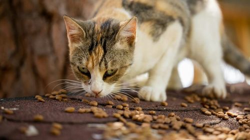 Avem sau nu voie să îngrijim pisicile fără stăpân? Ce spune șefa Biroului pentru Protecția Animalelor din Sectorul 1 (VIDEO)