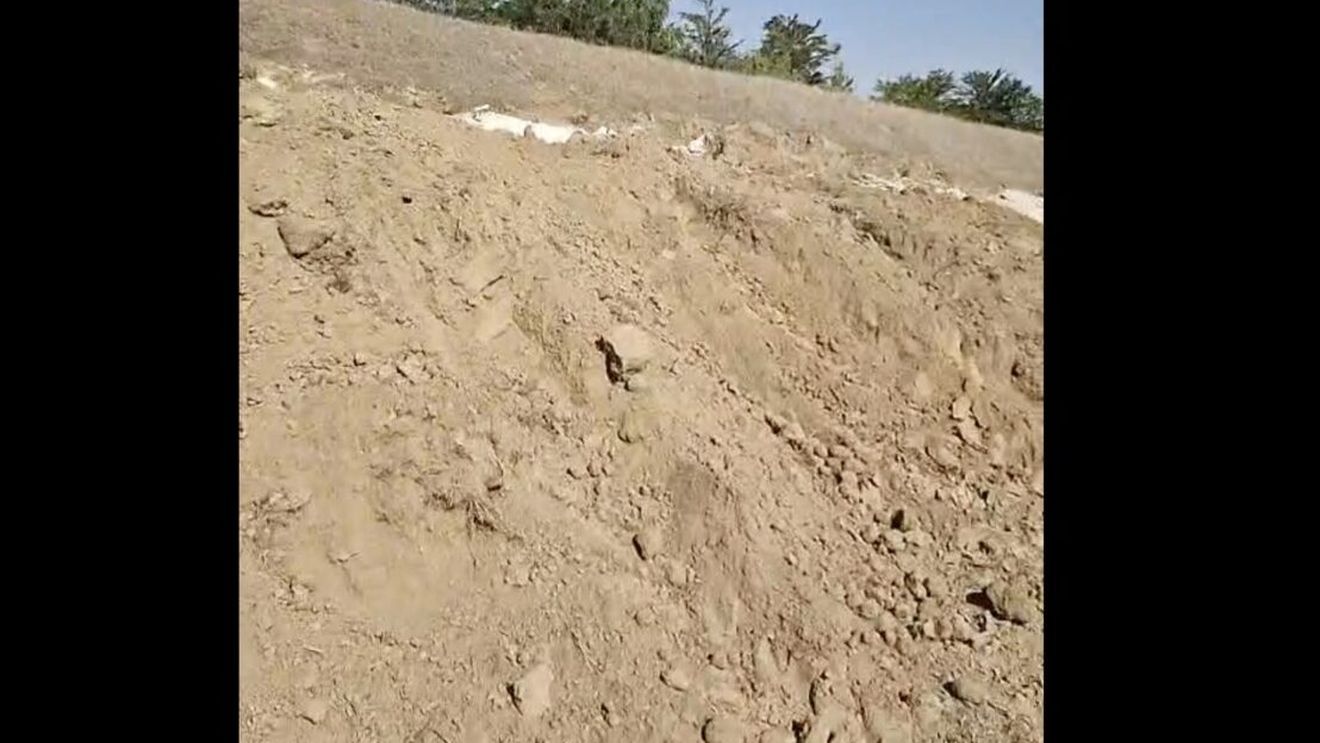 Mii de porci eutanasiaţi, după ce au fost infectaţi cu virusul pestei africane într-o fermă din judeţul Călăraşi, au fost înhumaţi într-un fost poligon de tragere din apropierea municipiului