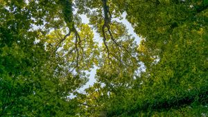 Centura Verde București-Ilfov, inclusă în Strategia Capitalei aflată în dezbatere publică. Documentul propune păduri noi, coridoare ecologice și reducerea insulei de căldură