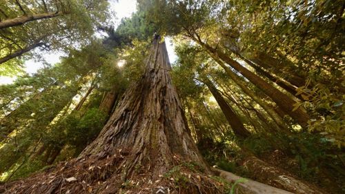 „Hyperion”. Turiștii care se aventurează într-un parc național din California pentru a vedea cel mai înalt copac din lume riscă amenzi de 5.000 de dolari și până la șase ani de închisoare