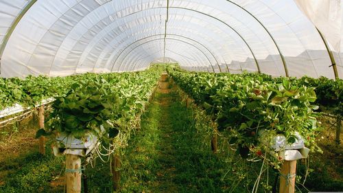 Efectele schimbărilor climatice. Ce spun fermierii despre variațiile mari de temperatură care afectează grav de câteva săptămâni culturile agricole: Plantele sunt ca niște sportivi care încep să alerge în zone calde și se trezesc la Polul Nord