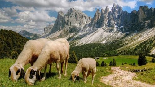 Pesta oilor și caprelor, noua amenințare pentru fermieri. ANSVSA face acum planul de măsuri pentru a stopa intrarea virusului din Bulgaria