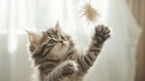 Peste 40% dintre pisici manifestă un comportament pe care știința nu-l înțelege și sfidează mitul independenței lor