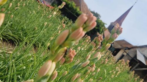 Festivalul tuberozelor din Hoghilag are loc în zilele de 9 şi 10 august / 33 de obiective pe „Ruta satelor cu arhitectură tradiţională”