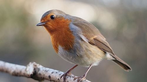 AUDIO Micile minuni ale Bucureștiului: concert nocturn la final de decembrie al unui măcăleandru, o mică pasăre migratoare ce rămâne în România dacă vremea e caldă