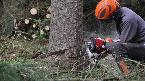 O elevă din Suceava, calificată la Campionatul Mondial al tăietorilor de lemne din Slovenia / Se reunesc în martie cei mai buni tăietori de lemne din lume