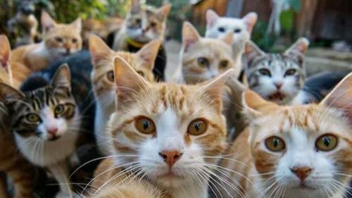 Australia amenință să interzică complet pisicile pentru a salva animalele sălbatice