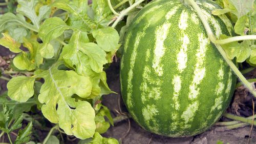 Piața de pepene din sudul României este saturată, iar cultivatorii au probleme – Euronews