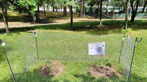 Doi copăcei Sequoia, plantaţi în Parcul Carol I după ce au fost aclimatizați timp de doi ani / Predecesorul lor, un arbore mamut, s-a uscat