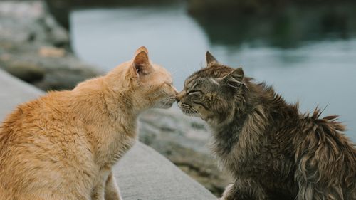 UPDATE Proiectul de lege care prevede ca pisicile nesupravegheate să fie incluse în categoria "animal fără stăpân" a fost retras de către inițiator