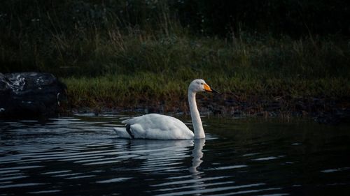Gripă aviară, confirmată la două lebede moarte, găsite pe Lacul Bâtca Doamnei din Piatra Neamţ / Se interzice accesul păsărilor domestice la surse de apă, în afara celor din gospodării