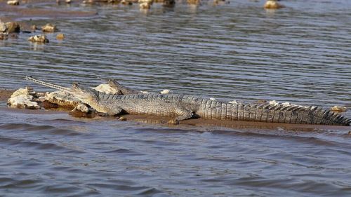 O specie preistorică de crocodil a trăit în România în urmă cu 34-48 milioane de ani, potrivit cercetătorilor de la UBB Cluj