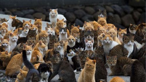 EXCLUSIV Capitala pisicilor vagaboande din mijlocul deșertului. Orașul la care nu mă așteptam să fie plin de feline de rasă fără stăpân. Cum rezistă animalele la temperaturi de 50 de grade (FOTO + VIDEO)