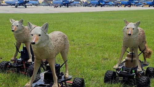Coioți roboți protejează aerodromurile militare americane de fauna sălbatică / Roboții câini Spot ai Boston Dynamics nu au fost la fel de eficienți