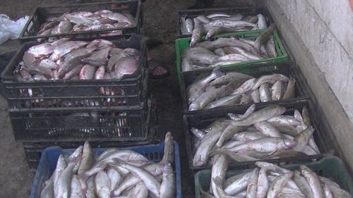 Autoritățile din Vaslui au trimis la neutralizare 195 kilograme de peşte după ce s-a relevat prezenţa teniei în anumite probe