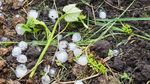 Grindină: În loc de rachete, România ar putea prelua soluţia ungară / Maghiarii eliberează de la sol iodură de argint în atmosferă / Sistemul funcționează aici din 2018