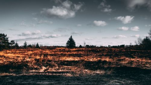 Studiu realizat de cercetători români și germani: Incendiile de vegetație, factor de accelerare a extinderii pajiștilor