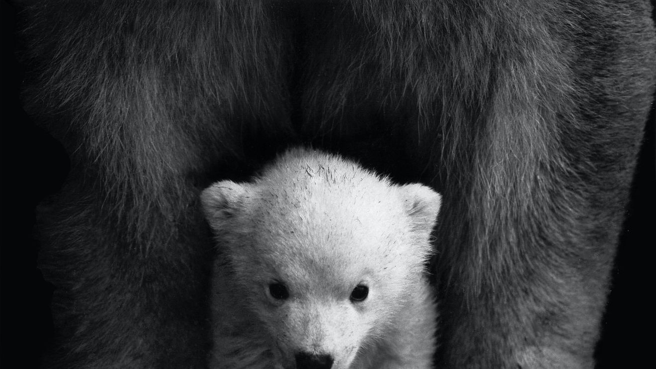 Un pui de urs polar s-a născut la o grădină zoologică din Franța
