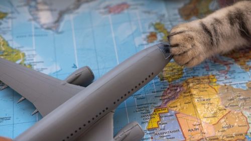 Cum se transformă transportul aerian al animalelor de companie: Noi reguli, noi destinații, mai mult confort pentru câini și pisici