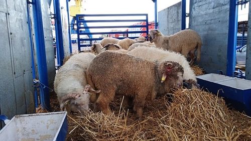 Dezbatere în Parlamentul European despre îmbunătățirea bunăstării animalelor în timpul transportului, după eșuarea în Portul Midia a navei încărcate cu oi 