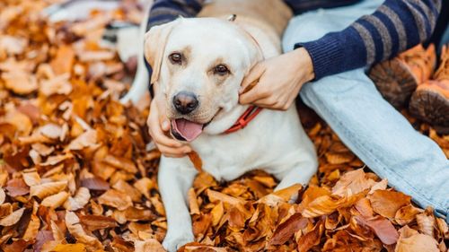Toamna poate afecta starea de spirit a câinelui tău: Care sunt semnele