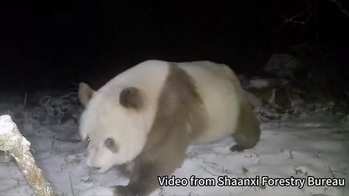Un exemplar rar de panda brun, surprins de camerele de filmat în nord-vestul Chinei