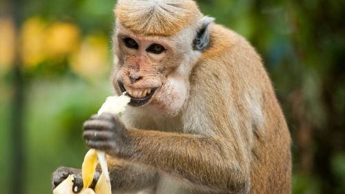 Planurile pentru un "mini-oraș al maimuțelor" cu 30.000 de macaci stârnește furia activiștilor americani din Georgia: ”Reproducerea peste teste medicale este crudă”