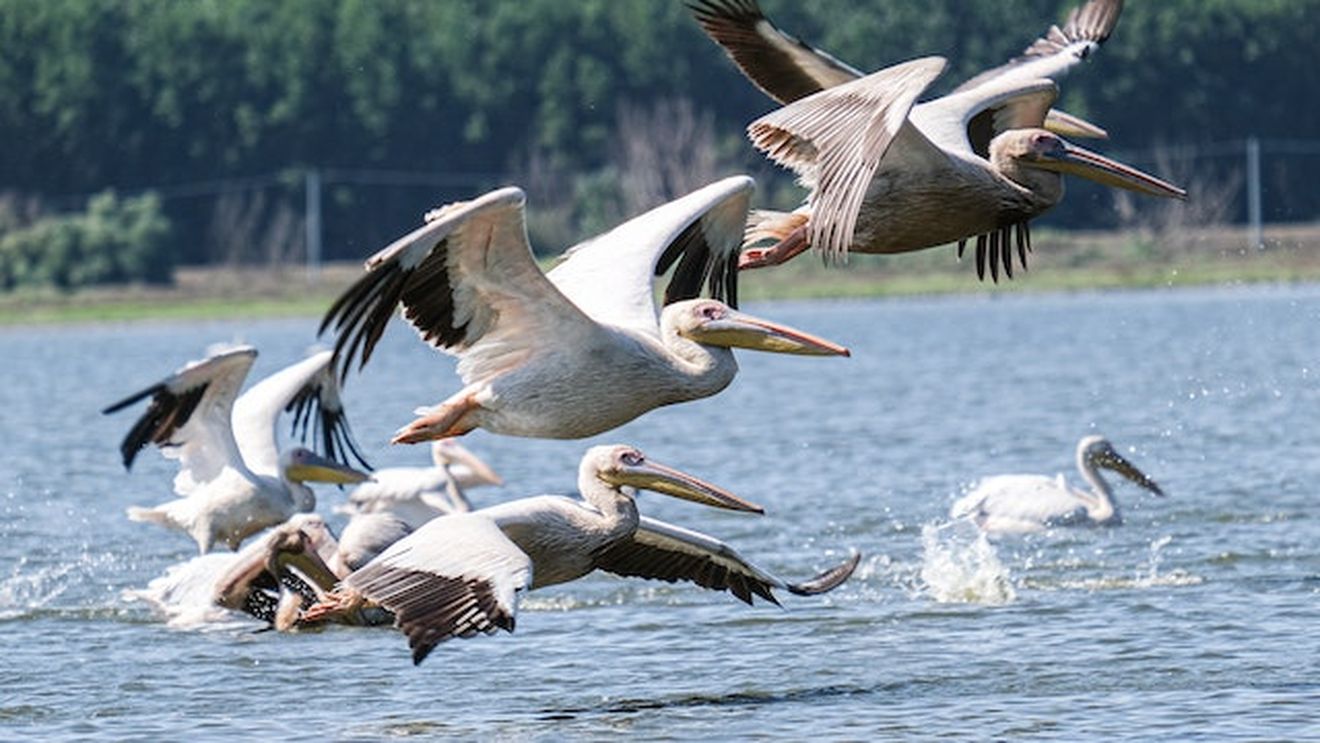 A început sezonul navelor de croazieră în Delta Dunării / Ce program au turiștii