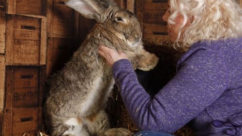 VIDEO Darius, cel mai mare iepure din lume, a fost furat / Polițiștii din Marea Britanie îl caută, proprietara oferă o recompensă