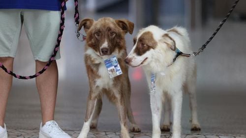 Piloții de la BIAS ajută la adopția animalelor: Șapte câini vor apărea la conferința de deschidere de anul acesta