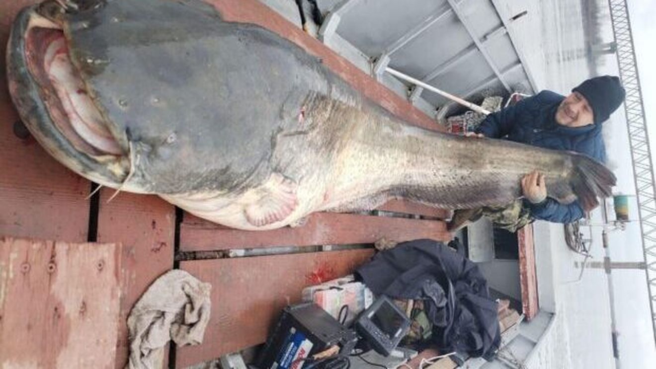 Captura anului pe Dunăre, la Moldova Nouă: somn uriaș, de aproape 140 de kilograme