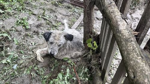 Intervenții sanitar-veterinare după inundațiile din nordul țării: Veterinarii ANSVSA, mobilizați în localitățile calamitate din Suceava și Neamț