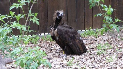 Un exemplar de vultur pleșuv negru, specie dispărută de aproape un secol din România, găsit lângă Focșani