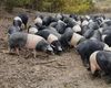 Ultimii 3.000 de porci / Cinta Senese, o rasă asemănătoare cu Mangalița, e aproape de dispariție în Italia / Animalele amenințate de pesta porcină ar putea fi trimise pe o insulă