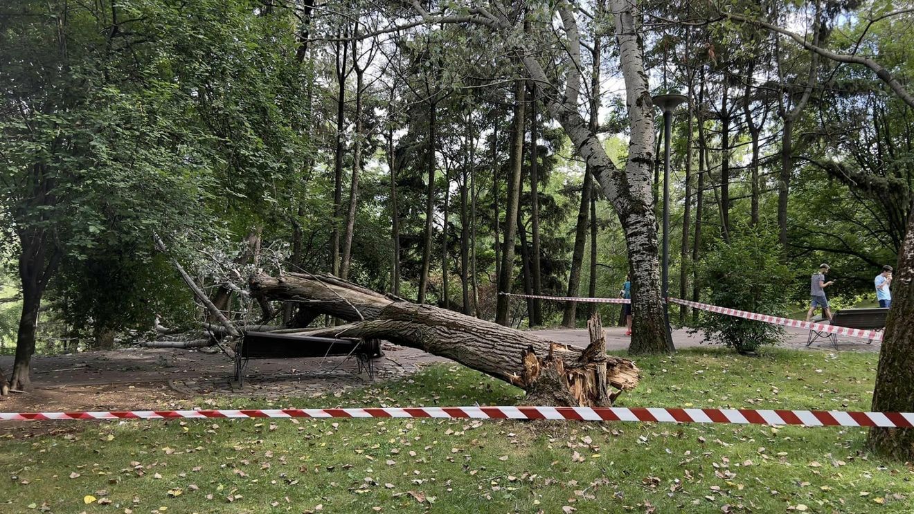 UPDATE Sectorul 3: Un copac greu s-a prăbușit peste o femeie în parcul IOR  / Victima prezintă fracturi și a fost transportată la spital
