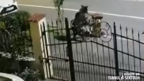 VIDEO Alerte care anunță prezența urșilor în municipiul Sibiu / Miercuri a fost filmat unul într-un cartier, joi a fost semnalat altul în apropierea aeroportului